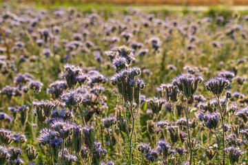 Obraz premium Lacy phacelia bloom. Blue tansy blooming blossom. Purple tansy flower field in natural environment. Phacelia tanacetifolia -in Bastei, Bad Schandau