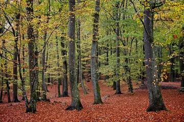 Fotobehang Beech forest in autumn. © calliam