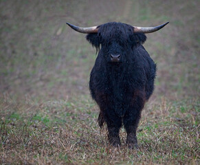 Highland cow.