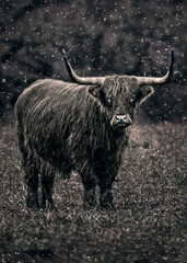 Highland cow.