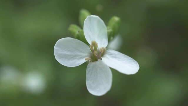 Ravenissa blanca. The white wall-rocket is one of the most abundant herbs to be found, have four petals in the shape of a cross and the leaves are very cut back.