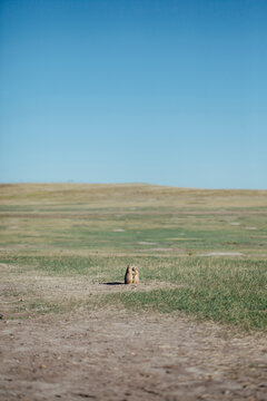 Prairie dogs on field against clear blue sky