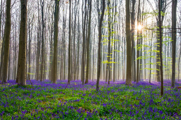 Bluebell flowers in hardwood beech forest in Hallerbos