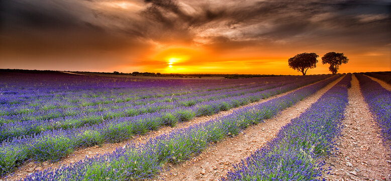 Lavender plantation. Brihuega, Guadalajara province, Castilla La Mancha, Spain