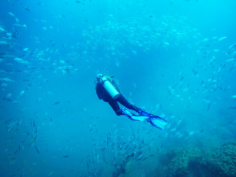 Scuba diver swimming among school of fish underwater, Kas, Antalya, Turkey