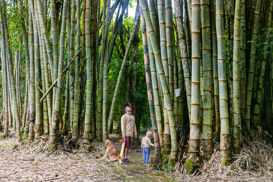Father with son and dog standing in bamboo forest, Bedugul, Bali, Indonesia