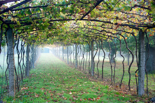 Pathway covered by trellis made of grape vines in Porto, Portugal.