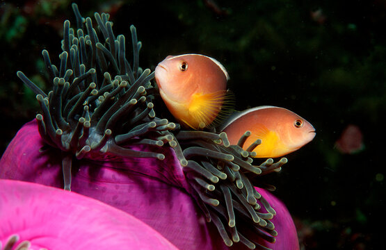 Skunk anemonefish, Amphiprion sandaracinos, Burma, Myanmar, Birma, Indian ocean, Andaman sea