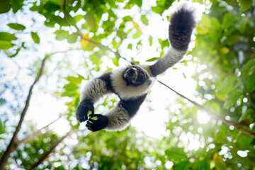 Madagascar wildlife, monkley forest jump fly leap. Black-and-white ruffed lemur, Varecia variegata, endangered species endemic to the island of Madagascar. Monkey mammal from Andasibe-Mantadia NP.