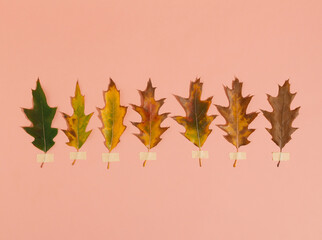 Minimal concept with autumn leaves in green, brown and yellow colors. Creative concept on pink background. Flat lay.