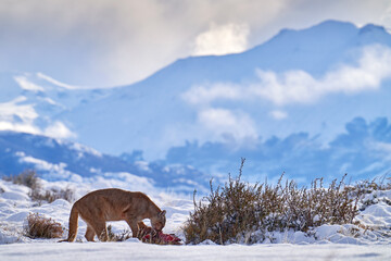 Puma eating guancao carcass, skeleton in the mouth muzzle with tongue. Wildlife neture in Torres del Paine NP in Chile. Winter with snow.