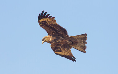 Black Kite (Milvus migrans) is both a carrion eater and a predator.