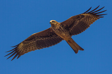 Red Kite (Milvus milvus) is a large predatory bird. Flies a lot faster due to its tail-like tail