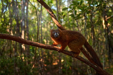 Wildlife Madagascar. Eulemur rubriventer, Red-bellied lemur, Akanin’ ny nofy, Madagascar. Small brown monkey in the nature habitat, wide angle lens with forest habitat.