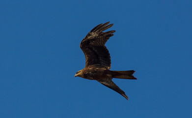 Red Kite (Milvus milvus) is a large predatory bird. Flies a lot faster due to its tail-like tail