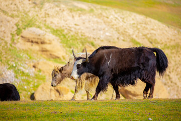 Fototapeta premium A herd of yaks graze in the mountains. Himalayan big yak in a beautiful landscape. Hairy cow cattle wild animal in nature in Tibet. Sunny summer day in the wild. Farm animal in Nepal and Tibet.