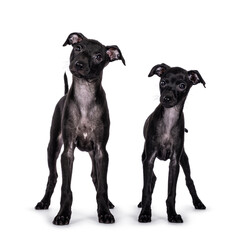 Cute duo of 2 Italian Greyhound aka Italian Sighthound puppies, standing up facing front. Looking beside camera. Isolated on a white background.