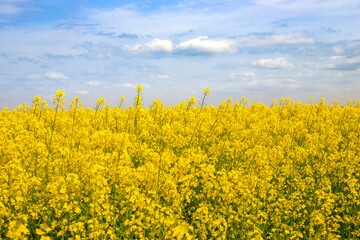 Obraz premium Yellow flowers in a rapeseed field against a blue sky. Spring blooming landscape