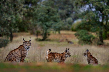 Iberian lynx, Lynx pardinus, mother with two young kitten, wild cat endemic to Iberian Peninsula in southwestern Spain in Europe. Rare cat walk in the nature habitat. Lynx family, nine month old cub.