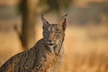 Photo sur Plexiglas Lynx iberian lynx portrait