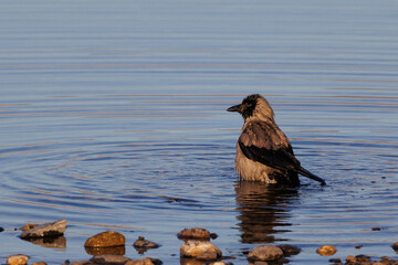 The crow washes in the water. Lake Kinneret.