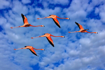 Flamingo flight on the blue sky with white clouds, Ría Celestun reserve, Yucatan on Mexico. Flock of birds fly. American flamingo, Phoenicopterus ruber, pink red birds in the nature mangrove habitat. - obrazy, fototapety, plakaty