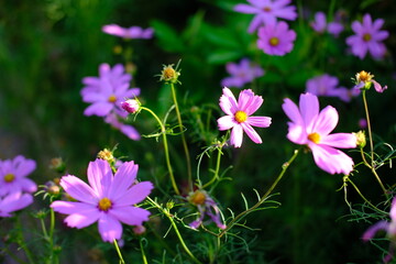 Fototapeta premium Pinkfarbene, blühende Blumen im Frühling