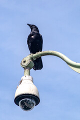 a black crow in standing on top of a public cctv camera pole