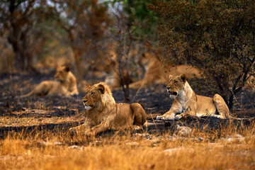 African lion, male. Botswana wildlife. Lion, fire burned destroyed savannah. Animal in fire burnt place, lion lying in the black ash and cinders, Savuti, Chobe NP in Botswana. Hot season in Africa.