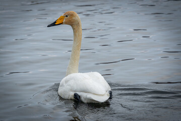 Obraz premium Whooper swans wintering on a lake in the Altai Territory
