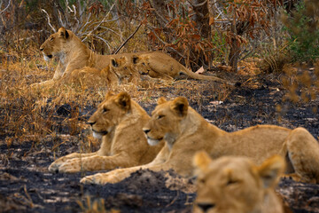 African lion, male. Botswana wildlife. Lion, fire burned destroyed savannah. Animal in fire burnt place, lion lying in the black ash and cinders, Savuti, Chobe NP in Botswana. Hot season in Africa.