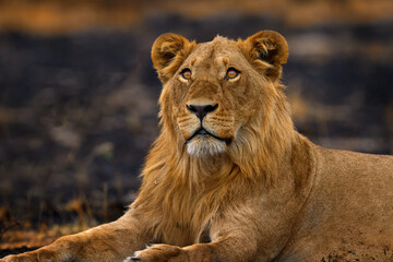 African lion, male. Botswana wildlife. Lion, fire burned destroyed savannah. Animal in fire burnt place, lion lying in the black ash and cinders, Savuti, Chobe NP in Botswana. Hot season in Africa.