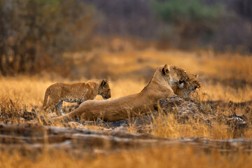 African lion, young kitten. Botswana wildlife. Lion, fire burned destroyed savannah. Animal in fire burnt place, lion lying in black ash and cinders, Chobe NP in Botswana. Hot season in Africa.