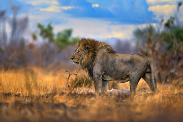 Lion, fire burned destroyed savannah. Animal in fire burnt place, lion lying in the black ash and cinders, Savuti, Chobe NP in Botswana. Hot season in Africa. African lion, male. Botswana wildlife.