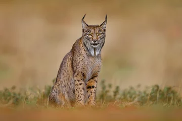 Poster Spain wildlife. Iberian lynx, Lynx pardinus, wild cat endemic to Iberian Peninsula in southwestern Spain in Europe. Rare cat walk in the nature habitat. Canine feline with spot fur coat, sunset light. © ondrejprosicky
