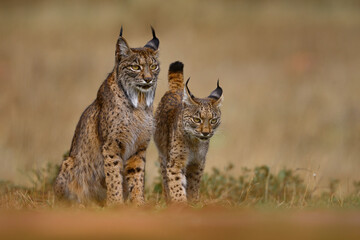 Iberian lynx, Lynx pardinus, mother with young kitten, wild cat endemic to Iberian Peninsula in southwestern Spain in Europe. Rare cat walk in the nature habitat. Lynx family, nine month old cub.