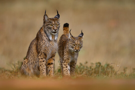 Iberian lynx, Lynx pardinus, mother with young kitten, wild cat endemic to Iberian Peninsula in southwestern Spain in Europe. Rare cat walk in the nature habitat. Lynx family, nine month old cub.
