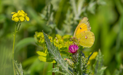 Pieridae (Colias crocea) is a kind of butterfly flying between March - May and June-November.