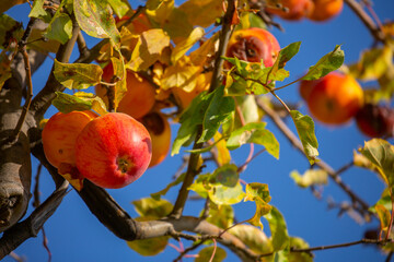 Harvest of apples on a plantation in the garden. Fruit trees with apples. Ripe fruits on the branches of a tree. Gardening in agriculture.