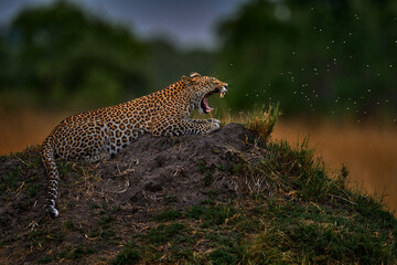 Leopard open muzzle mouth , Panthera pardus shortidgei, nature habitat, big wild cat, sunny day on...