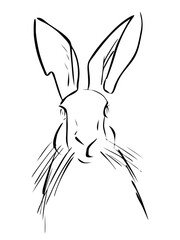 Rabbit portrait drawn in ink, vector illustration, quick sketch, line art