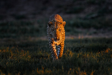 Leopard sunset, face walk. Leopard, Panthera pardus shortidgei, nature habitat, big wild cat in the nature habitat, sunny day on the savannah, Okavango delta Botswana. Wildlife nature. Africa wildlife