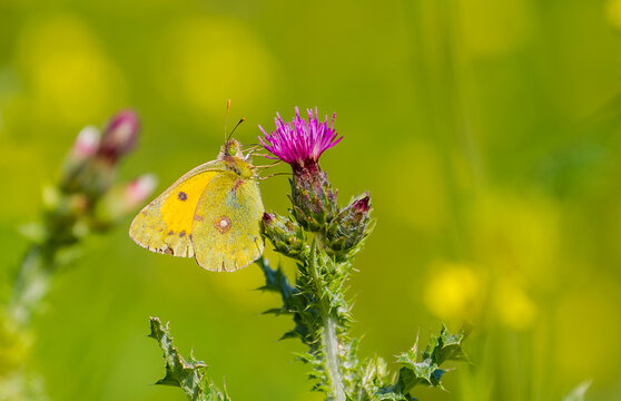 Pieridae (Colias crocea) is a kind of butterfly flying between March - May and June-November.