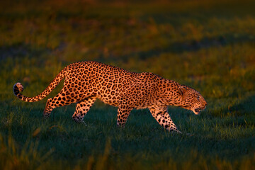 Leopard, Panthera pardus shortidgei, nature habitat, big wild cat in the nature habitat, sunny day on the savannah, Okavango delta Botswana. Wildlife nature. Africa wildlife.