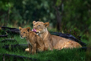 Fototapeta na wymiar Cute lion cub with mother lick, African danger animal, Panthera leo, okavnago delta Botswana in Africa. Cat babe in nature habitat. Wild lion in the grass habitat, sunny evening hot day.