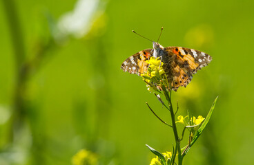 Nymphalidae (Vanessa cardui) is one of the butterflies (kelebekler) coloring the gardens and countryside in spring.