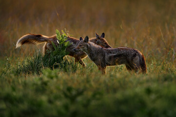 Side-striped jackal, Canis adustus, canid native to Africa, in the golden grass. Wet season. Safari in Okavango delta, Botswana. Jackal in the nature habitat. Wildlife Africa, evening light.