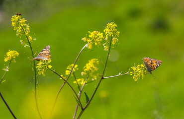 Nymphalidae (Vanessa cardui) is one of the butterflies (kelebekler) coloring the gardens and...