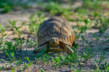 Leopard tortoise, Stigmochelys pardalis, on the orange gravel road. Turtle in the green forest habitat, Okavango delta in Botswana, Africa. Tortoise on the grass road.
