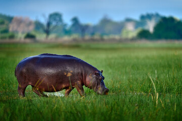 Botswana, wildlife, Hippo i green grass, wet season, danger animal in the water. African landscape with hippo. Hippopotamus amphibius capensis, with evening sun, animal in the nature.